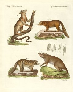 Strange Mammals