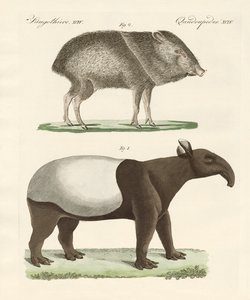 Strange mammals