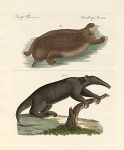 Strange Mammals