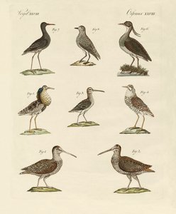 Strange Marsh-Birds by German School