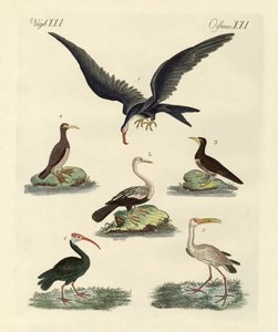 Strange Marsh-Birds and Waterbirds by German School