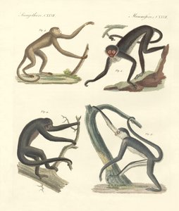 Strange Monkeys of the New Continent by German School