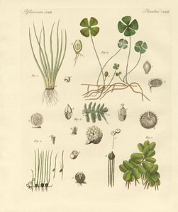 Strange Plants