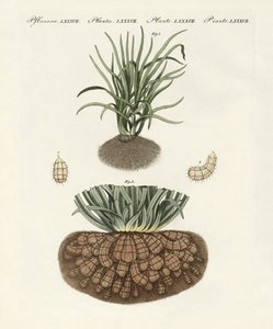 Strange Plants by German School