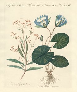 Strange Plants by German School