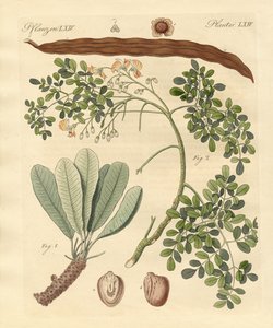 Strange Plants