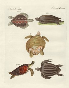 Strange Sea-Turtles by German School