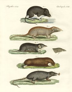 Strange Shrews