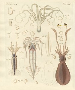 Strange Soft-Worms by German School