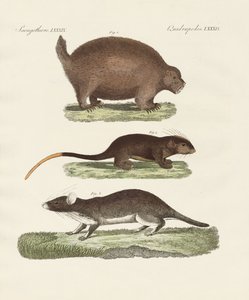 Strange Spiny Animals