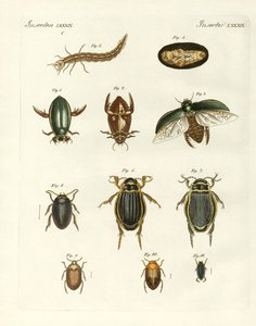 Strange swimming beetles by German School