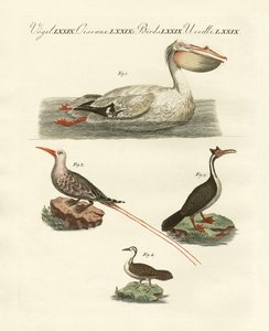 Strange swimming birds by German School