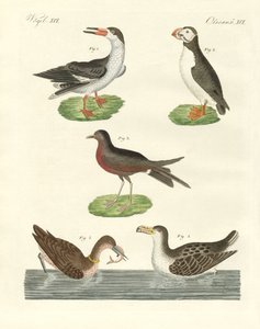Strange Waterbirds