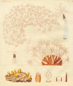 Strange Worms, Zoophytes by German School