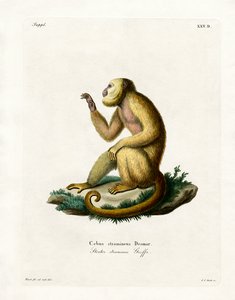 Straw-colored Howler by German School