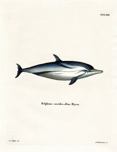 Striped Dolphin