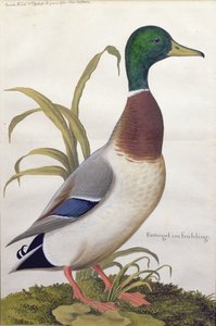 Study of a mallard duck