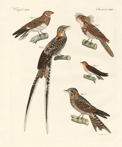 Swallow-like Birds