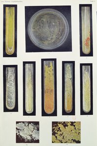 Syphilus Bacillus, from a book by Max von Niessen