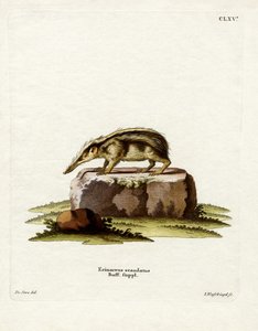 Tailless Tenrec by German School