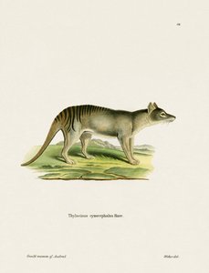 Tasmanian Tiger by German School