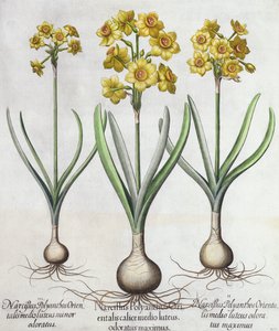 Tazetta Narcissi, from the Hortus Eystettensis by Basil Besler, pub. 1613 by German School