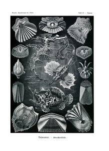 Teleostei by German School