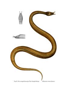 Tentacle Snake