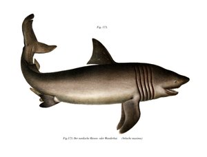 The Basking Shark by German School