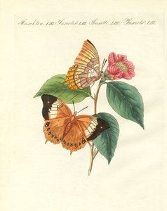The Bernard