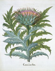 The Cardoon, from the Hortus Eystettensis by Basil Besler, pub. 1613 by German School