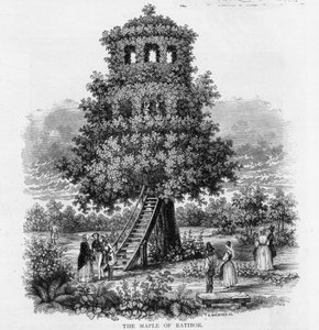 The Maple of Ratibor, Silesia, 1893