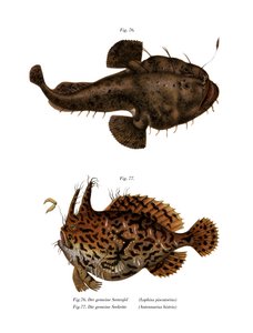 The Monkfish by German School