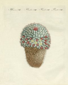 The breast-shaped melon-thistle by German School