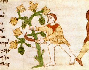 The collection of grapes during the harvest. Miniature taken from the manuscript De Universo (or De rerum naturis) by Rabanus Maurus Magnentius (ca. 780-856). 9th century