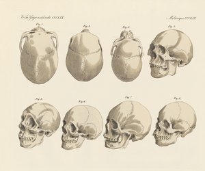 The cranial of the five human races by German School