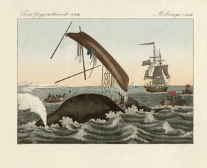 The Dangers of Whale Fishing