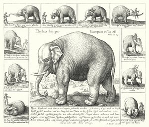 The docile elephant