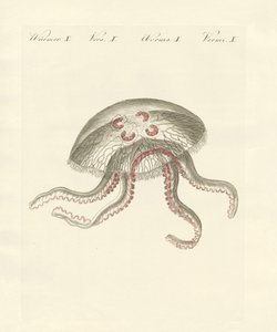 The eared jellyfish by German School