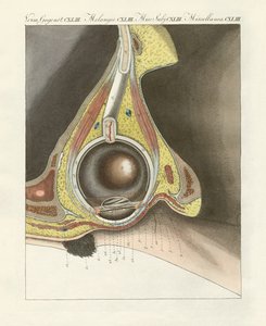 The facial organ illustrated through the human eye by German School