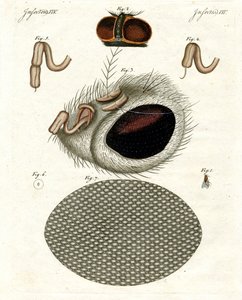 The Head of a Fly by German School