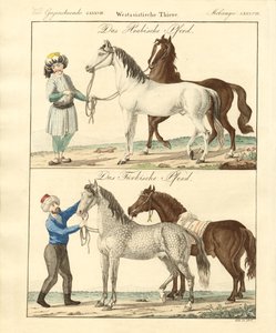 The Horse with Its Different Kinds by German School