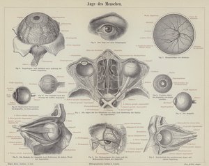 The Human Eye by German School