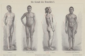 The human figure by German School