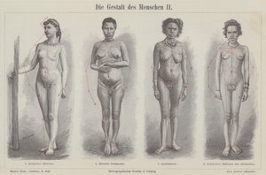 The human figure by German School