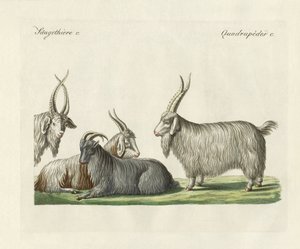 The Kashmir goats introduced in France by German School