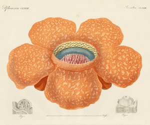 The largest of all known flowers by German School