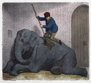 The morning toilet of the Lilli elephant. In “When someone travels, this is what he can tell”, German tale by Franz Wiedemann by German School