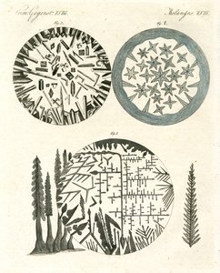 The Pineapple by German School