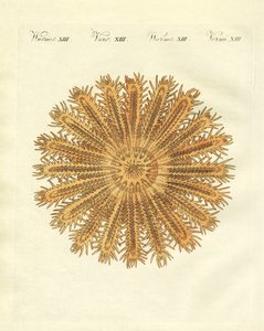 The Sea Urchin-Shaped Starfish by German School